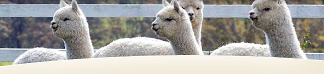 Coolawarra Alpaca Stud