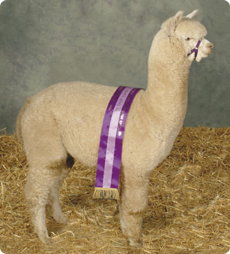 Alpaca Fleece